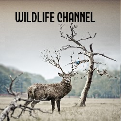 Wildlife Channel